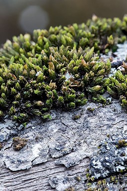 Plant form with dry leaves